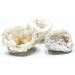 Natural Crystal Stone Rough Specimen Cluster Geode Raw Agate (Size : Purple) - Buy Online on GoSupps.com