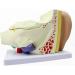 Human Ear Model - 4 x Anatomical Ear Magnification - Human Organ Anatomical Medical Ear Model - Study for Teaching Traning Tool Display - Buy Online on GoSupps.com
