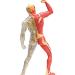 Educational Model Human Muscle and Skeleton Anatomy Model Multicolored 10 Medical Models - Buy Online on GoSupps.com
