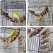 Zerodis Wooden Ladder for Birds | Parrot Climbing Bridge & Pet Toys | Durable Hammock & Toy for Birds - Buy Online on GoSupps.com