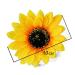2Pcs Sunflower Alligator Hair Clips - Perfect Hair Accessories for Party, Beach, Wedding - Buy Online on GoSupps.com