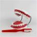Utah Teeth Study Model - 28 Dental Care Model for Kids & Students | Educational Dentist Lessons with Toothbrush - Buy Online on GoSupps.com