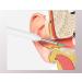 Buy Ear Wax Removal Tool - Wireless Ear Cleaner with Camera & Light for iOS & Android - Effective Earwax Removal Kit (Black - Buy Online on GoSupps.com