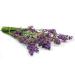 Schupp lbad Lavendel (200ml) - Premium Lavender Bath Oil for Relaxation | International Shipping Available - Buy Online on GoSupps.com