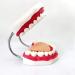 LBYLYH Life-Size Teeth Model | Natural Human Mouth Training Material | Adult Toothbrush Demonstration - Buy Online on GoSupps.com