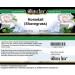 Bianca Rosa Horsetail Cream 2 oz - Herbal Shavegrass Formula | ZIN 524373 - Buy Online on GoSupps.com
