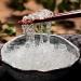 Herbal Cure - Natural Snow Swallow 454g - Precious Plant Tonic - Buy Online on GoSupps.com