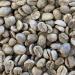 Variety Pack (A) - 4 (1 lb.) Varieties of Unroasted Coffee Beans Variety Pack A - Buy Online on GoSupps.com