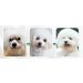 Ioensy Pet Eye Cleaning Pads - 130pcs/box Gentle and Effective - Buy Online on GoSupps.com
