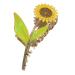 minkissy Sunflower Hair Clips: Fashion Flower Shaped Claw Clips Nonslip Large Claw Hair Clamps Hair Barrettes for Thin Hair Thick Hair