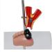 Dytah Pathological Diabetes Model - 5-Part Educational Kit for Eye Heart Kidney Artery & Foot Training | International Shipping Available - Buy Online on GoSupps.com