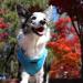 Puppia Dog Harness for Small & Medium Dogs - Soft Vest in Multiple Colors Also Functions as Puppy Dish - Atani Train Harness Sky Blue XXL - Buy Online on GoSupps.com