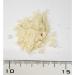 Roudybush Formula 3 Hand Feeding Bird Diet 1 lb - Buy Online on GoSupps.com