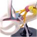 Ear Internal Structural Model - Medicine Anatomical Ear Internal Structural Model Human Organs Model - for Studying Teaching Medical Model - Buy Online on GoSupps.com