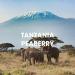 Tanzania Peaberry Coffee - Mount Kilimanjaro Fresh Roasted 16oz Whole Bean | Tanzanian Peaberry 1lb - Buy Online on GoSupps.com
