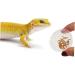 Yililay Gecko Food And Water Containers Reptile Feeder Bowls Gecko Transparent Feeder Bowls Reptile Feeding Plastic Dish Gecko Food Water Containers 100Pcs - Buy Online on GoSupps.com