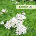 Yarrow Essential Oil (Achillea millefolium) - Pure & Natural Undiluted 50ml | Premium Therapeutic Grade Oil for Aromatherapy & Wellness - Buy Online on GoSupps.com