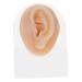 Piercing Tools Simulation Left Ear Mold Mold Earring Display Model Model Prosthesis Body Silica Gel Silicone Ear