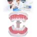 Tooth Model with Toothbrush - Standard Dental Cavity Demonstration for Oral Hygiene Education | Perfect for Hospitals & Kindergartens - International Shipping - Buy Online on GoSupps.com