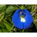 B'lure Flower Extract - 3.4 Fl Oz Bottle: Natural Blue Flower Extract - Buy Online on GoSupps.com