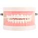 1 Piece Dental Teaching Model - PVC Study Aid for Kids | Learn Proper Toothbrushing Techniques - Buy Online on GoSupps.com