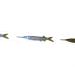 EatMyTackle Ballyhoo Teaser Strips - 5 Pack of Reflective Bait Fish Teasers - Buy Online on GoSupps.com