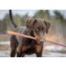 Loyalty Dog Treats Beef Bully Sticks Natural Single Ingredient Dehydrated Dental Chew 32 inch (Pack of 5) 1 count (Pack of 5) 5 - Buy Online on GoSupps.com