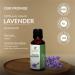 Lavender Essential Oil 15 ML | 100% Pure & Natural Therapeutic Grade Lavandula Officinalis | Uncut & Undiluted Oil for Aromatherapy - Buy Online on GoSupps.com