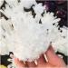 Crystal 500-800g Natural White Ghost Quartz Crystal Cluster Crystals raw Gemstone Specimen for Home&Office Decoration fengshui ERBDRGAZ (Size : 500-600g) - Buy Online on GoSupps.com
