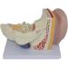 Anatomiemodell of The Human Ear Model Enlarge Detachable Ear Structure Model Interior earlabyrinth Research - Buy Online on GoSupps.com