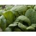 TENDERGREEN Mustard 100-300-1000 Grain Komatsuna Freshness Heirloom Green Mass - Buy Online on GoSupps.com