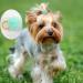 Qearl 48 Pcs Colored Ball Dog Ties Small Dog Bows - Pet Grooming Hair Accessories for Puppy & Cat - Buy Online on GoSupps.com