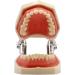 Ernzi Dental Training Model for Demonstration - Adult Teeth with Removable Screwdrivers | International Shipping Available - Buy Online on GoSupps.com