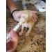 Pet Nipple & Syringes for Newborn Puppies & Kittens | Ideal for Small Mammals - 6 Pack - Buy Online on GoSupps.com