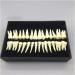 Fhuili 1-to-1 Monochrome Permanent Teeth Model - 28 Artificial Dentures with Roots for Dental Teaching & Simulation - Buy Online on GoSupps.com
