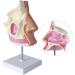 Nasal Cavity Model - Nose Anatomical Model - for Medical Research Doctor Patient - Buy Online on GoSupps.com