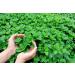 Spearmint Moroccan mint leaves 50g all natural Mentha spicata var. cripsa Dried loose Leaves. - Buy Online on GoSupps.com