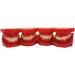 Teeth Educational Model - Orthodontic Classification & Lesson Model for Dental Training | International Shipping Available - Buy Online on GoSupps.com