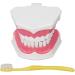 Tooth Model - Best 120 Opening Dental Visualization for Practice | International Shipping - Buy Online on GoSupps.com