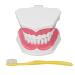 Vomeko tooth brushing practice model ideal model for tooth brushing training for children tooth brushing practice model with brush set.