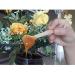 Gmark 4 Mini Wooden Spoons 100 ct - Biodegradable Birchwood (100pcs/bag) | GM1042A - Buy Online on GoSupps.com