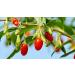 Indigo Herbs Organic Goji Berries 1kg - Buy Online on GoSupps.com