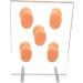 5Pcs Waterproof Soft Ear Model Displays for ENT Hospitals - Complete Tools Included - Buy Online on GoSupps.com