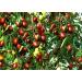 Dried fruit jujube slices high grade Chinese red dates Hong Zao 2 Pound (908 grams). - Buy Online on GoSupps.com