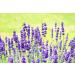 Whirlpool Fragrance Lavender - 3 Liters | Dufte Momente | International Shipping Available - Buy Online on GoSupps.com