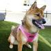 Puppia Dog Harness for Small & Medium Dogs - Soft Vest in Multiple Colors | Atani Train Crockery for Dogs - Pink XL - Buy Online on GoSupps.com