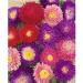 Aster Powderpuff Seeds Mixed Colors Callistephus chinensis 05 gram About 300 gardening seeds - Buy Online on GoSupps.com