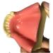 Buy Fhuili Dental Implant Practice Model - Mandibular Missing Teeth Simulation with Soft Gums for Oral Demonstration - Ideal for Dental Training - Buy Online on GoSupps.com