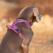Truelove No Pull Dog Harness - Reflective Adjustable Soft Padded Vest with Handle TLH56512 m Blue | International Shipping Available - Buy Online on GoSupps.com