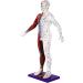 Male Human Body Model with Muscles for Pressure Acupuncture and meridians - Buy Online on GoSupps.com